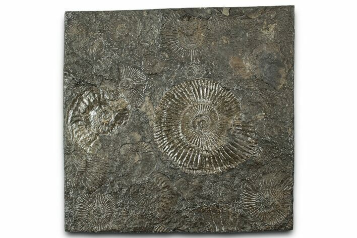 Fossil Ammonite Cluster - Posidonia Shale, Germany #358380